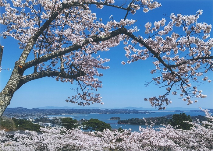 満開の桜の木の背景に海に浮かぶ松島の島々