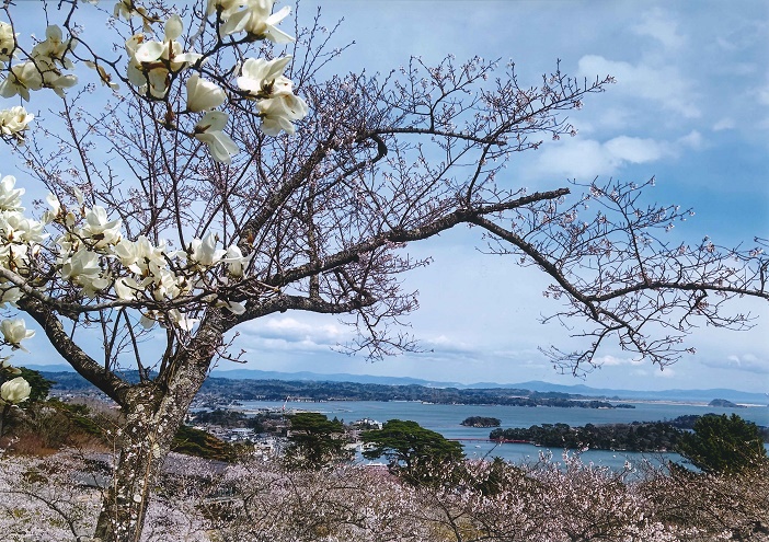 手前に木蓮の花と桜の木。その後ろに島にかかる橋とともに松島の海。海の青と空の青のコントラストが美しい織田さんの作品。